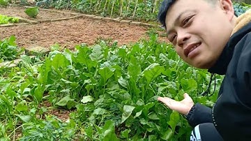 Rau Cải Bó Xôi tại vườn nhà, loại rau dân dã nhưng giàu dinh dưỡng