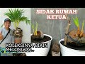 SIDAK BONSAI KELAPA UNGGASAN BALI, KETUA BKI BALI BIKIN MELONGO/colector COCONUT BONSAI BALI