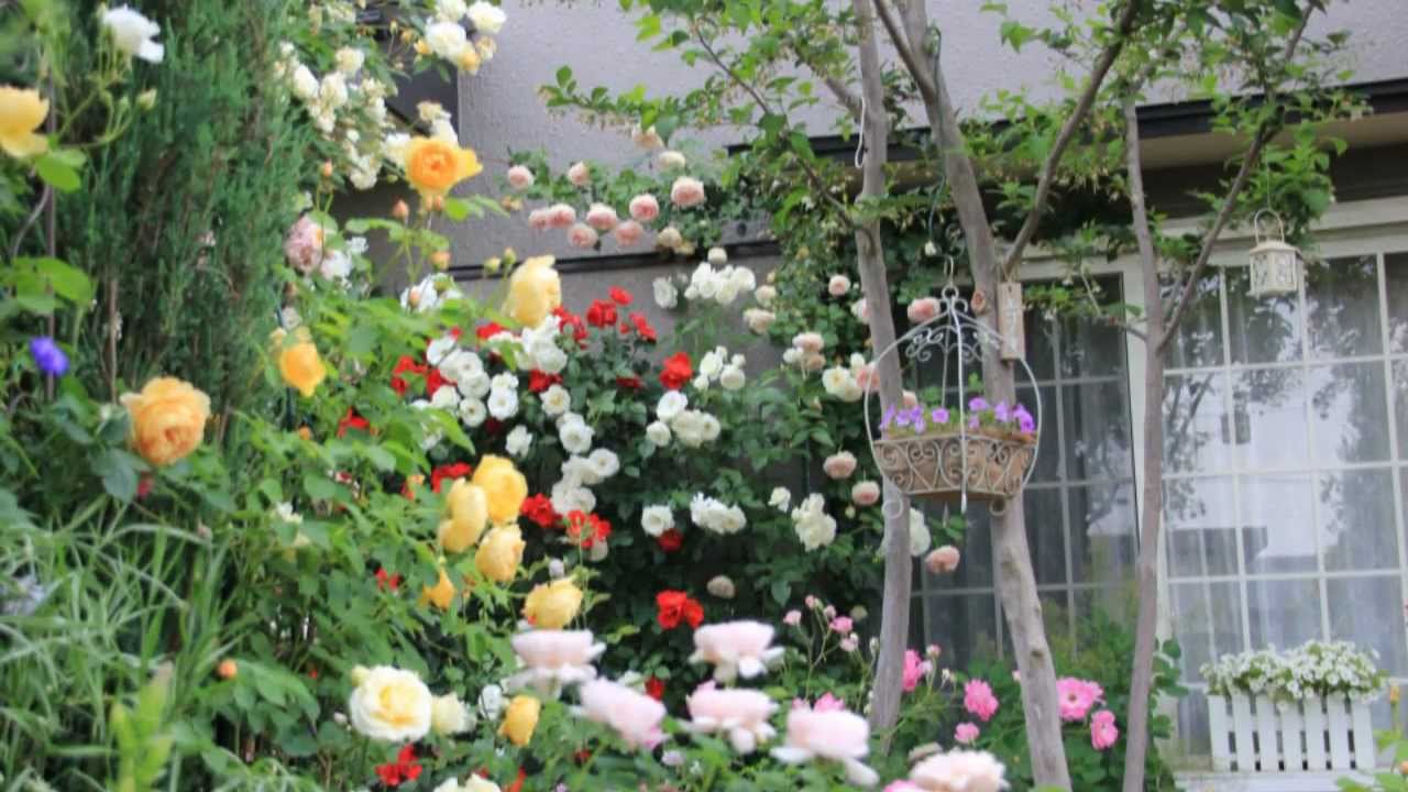 ガーデニング 薔薇の咲く庭 ｂｇｍ ｈａｎａｚｏｎｏ Youtube