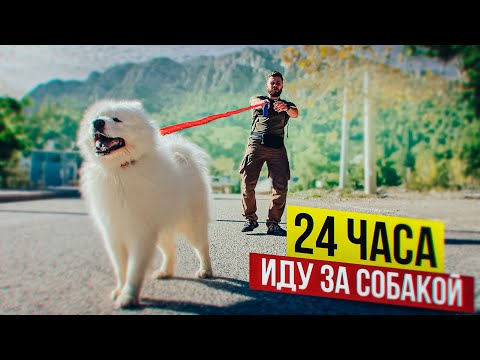 Видео: 24 ЧАСА ИДУ ЗА СОБАКОЙ