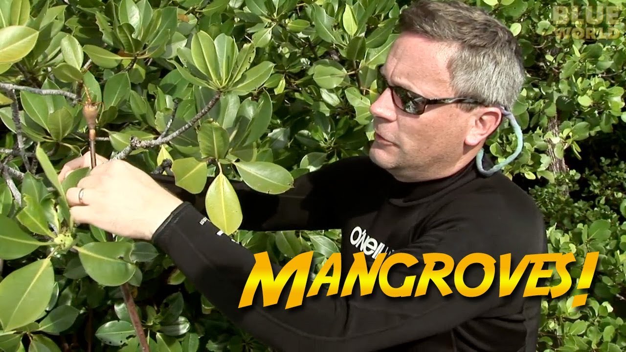 Mangrove Forests | JONATHAN BIRD'S BLUE WORLD - YouTube