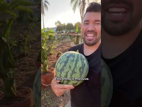 Video: Charleston Grey Watermelon Care – pestovanie melónov Heirloom v záhrade