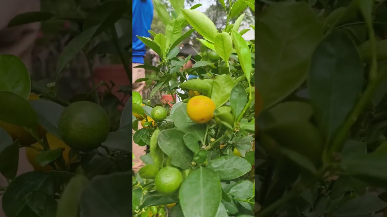 Beauty of nature 🌳