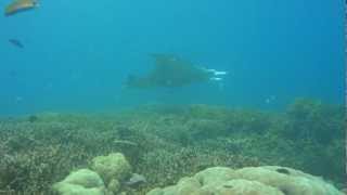 20121019ミクロネシア連邦ヤップ ヤップ島 検索動画46 20121019ミクロネシア連邦ヤップ ヤップ島 検索動画 46