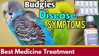 Budgies Disease Symptoms  How To Treatment Of Birds Immediate