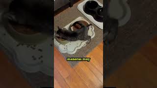 ¿QUÉ COSAS IMPORTANTES debes SABER si tienes un GATO?  #gatos #gatumanía#shorts