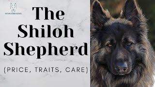 Shiloh Shepherd Price, Characteristics, Care