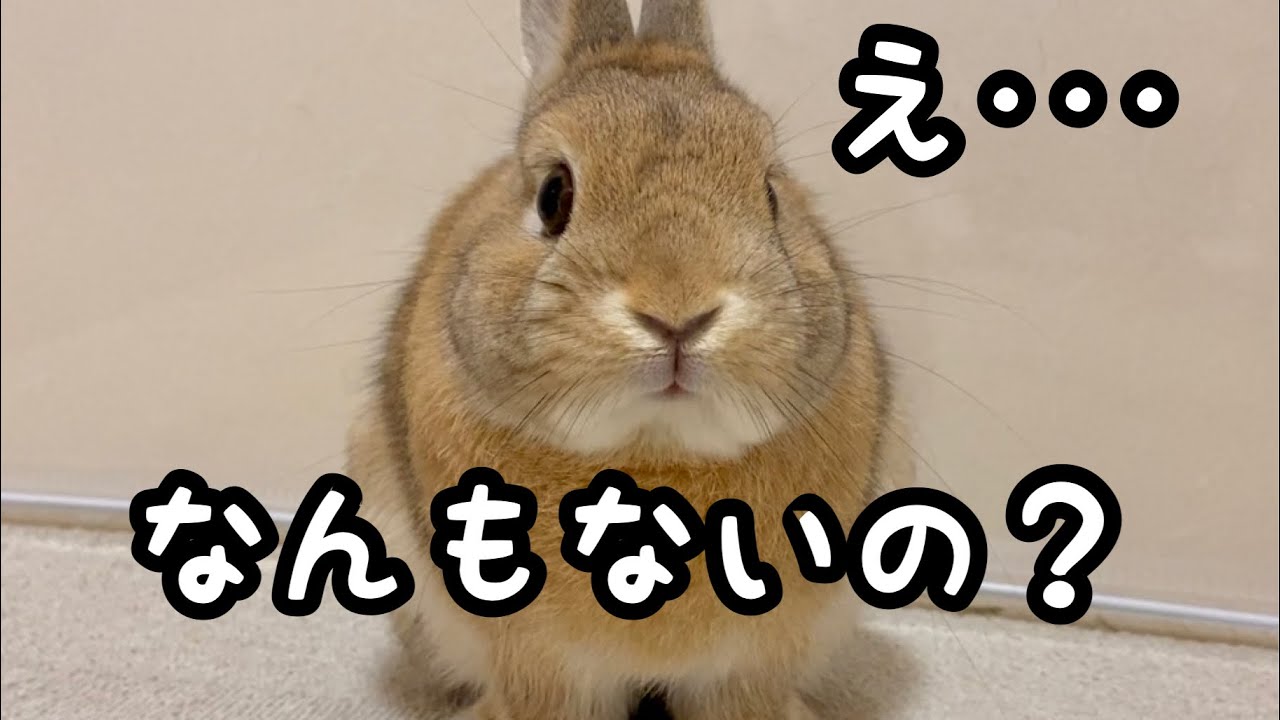 なんの変哲のないうさぎ うさぎと暮らす No.89 (2023年Autumn) | メディアパル