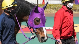 【現地撮影】現役最年長ヒカルアヤノヒメ2023年3月14日名古屋競馬1R8着