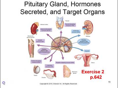 Chapter 16 Endocrine System 10th ed - YouTube