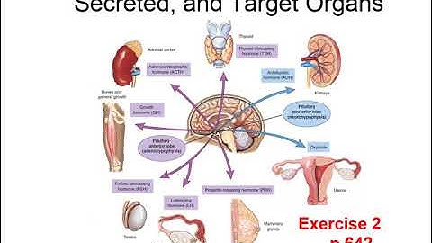 Chapter 16 Endocrine System 10th ed