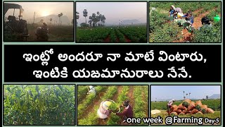 Green Chilli Harvesting Vlog II  ఇంటికి యజమానురాలు నేనే II  One week @Farming Day-5 II Sathimanii