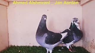 Jan Aarden % 100