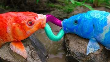 Vui Nhộn Căp Đôi Cá Chép Vàng Tranh Nhau Lươn Dưới Lòng Đất - Dừng Chuyển Động ASMR  Coco