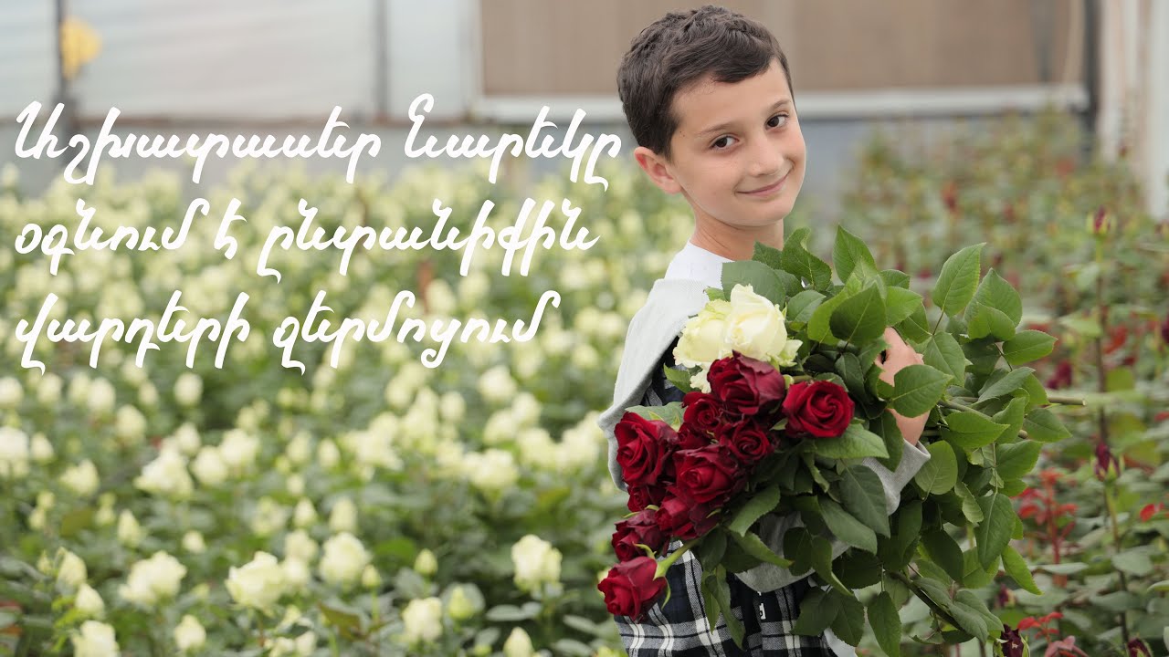 Աշխատասեր Նարեկը օգնում է ընտանիքին վարդերի ջերմոցում