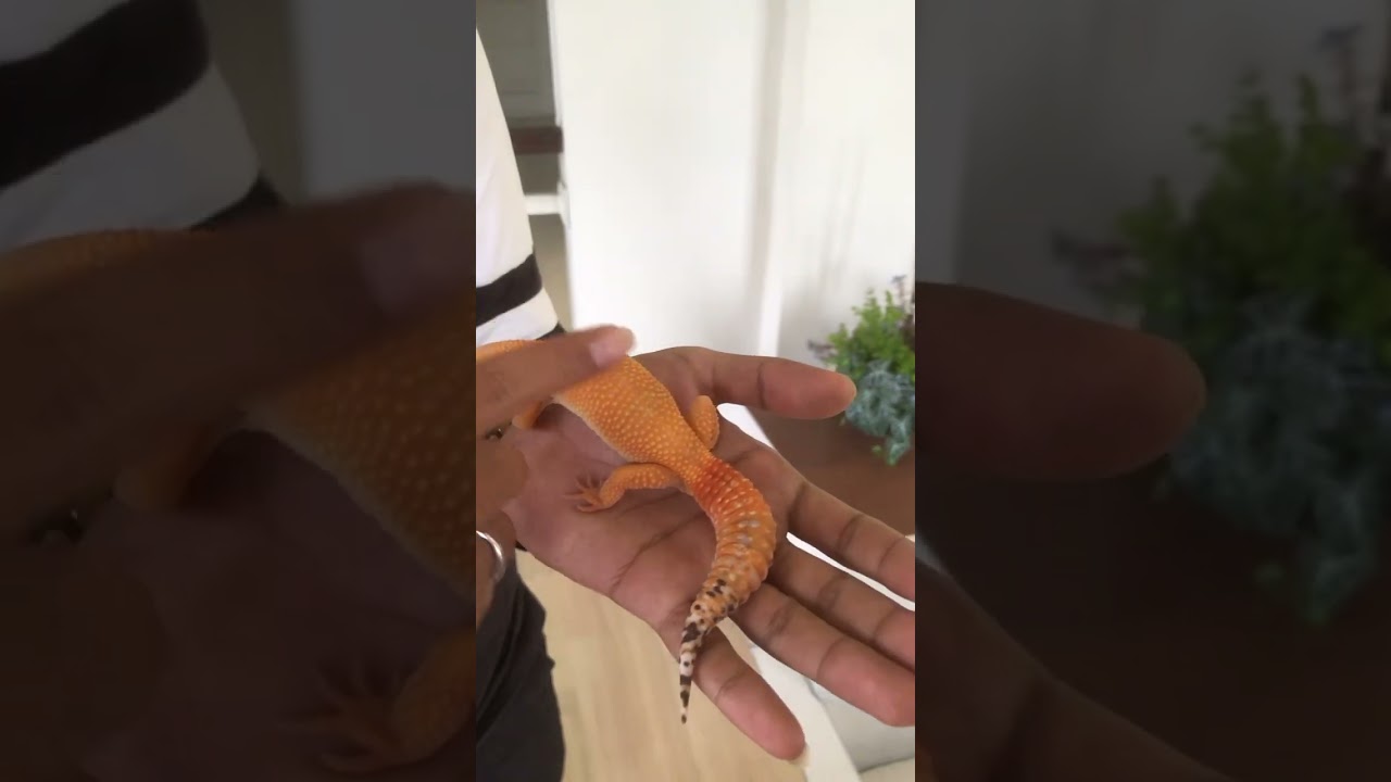 Review Super Hypo Tangerine Carrot Tail Baldy Tremper Albino (Sunglow)