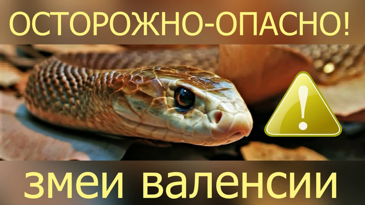 Змеи Фото С Названиями На Русском Языке