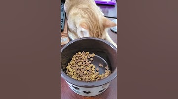 How my cat eat on a lazy day. 😅 #cat #lazyday