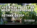 Комнатные растения, бонсай. Что растет на подоконнике? Уход в домашних условиях | Июль 2020