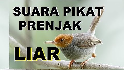 Suara pikat prenjak liar, prenjak kepala merah gacor dan ciblek gacor yang liar akan cepat datang