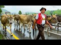 A rainy swiss cattle drive      cows walk to the swiss summer alps 2024 4k cattledrive