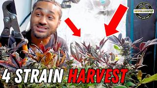 END OF HARVEST CHOP 🔥 | Seed to Harvest Series | Mars Hydro