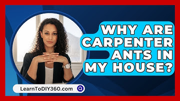 Why Are Carpenter Ants In My House? - LearnToDIY360.com