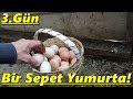 3 Gün Yumurta Toplamadım!-Kaç Yumurta Toplamışız!/#Tekirdağ/#Süleymanpaşa/#Tavuk/#yumurta