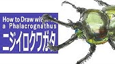 ニジイロクワガタをリアルに描いてみた イラスト メイキング Youtube