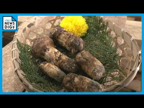 First Auction of "Wild Matsutake Mushrooms": Arriving Earlier Than Usual, Sold for 3,000 Yen per ...