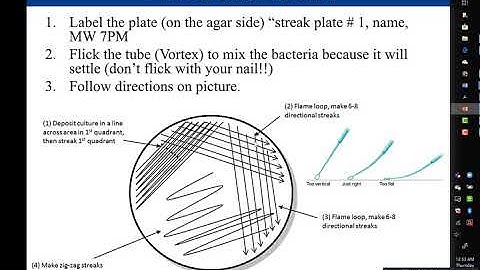 Lab 1-4: Streak Plate