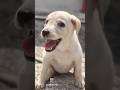 Dogs Funny Run😍#shorts #goldenretriever #dogshorts