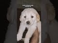 Golden retriever dog #love#lovely#kindness#viral#shorts#short#explore#amor#trending#reels