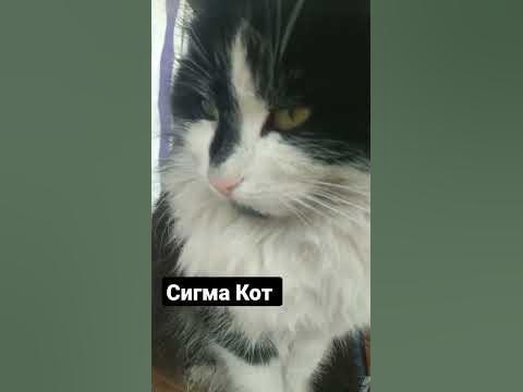 Сигма Кот - YouTube