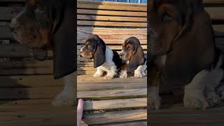 Cute basset hound puppies