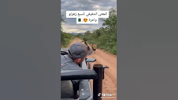 معنى السبع زهرتو واعرة 