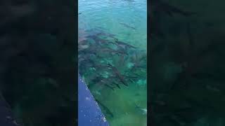 TIBURONES HERMOSAS VISTAS ISLA GRAN CAIMAN