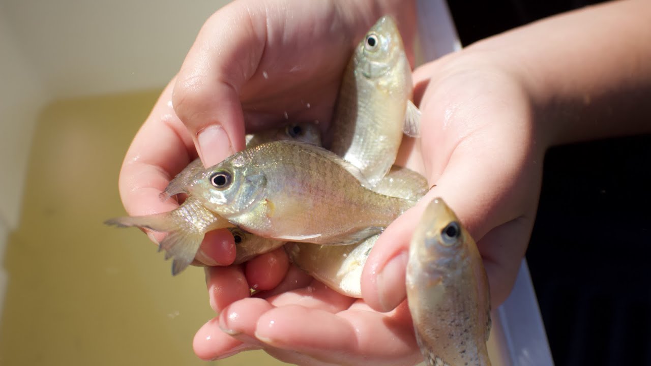 Stocking Baby Fish In Pond 