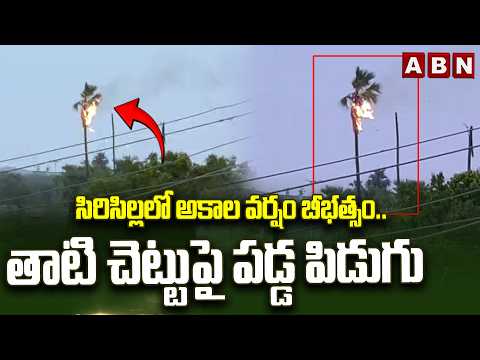 సిరిసిల్లలో అకాల వర్షం బీభత్సం.. తాటి చెట్టుపై పడ్డ పిడుగు | Heavy Rain in Rajanna Sircilla District - ABNTELUGUTV