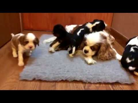 4 week old cavalier king charles spaniel