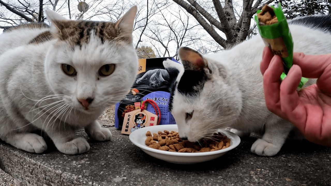 いつのまにやら序列一位になったスマイルくん？まだ食べ足りなさそうな様子だったので私も助勢してみた