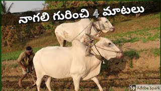 నాగలి గురించి తెలుసా | Naagali | Ploughing field with Oxen or Bull | Old Indian agriculture Machines