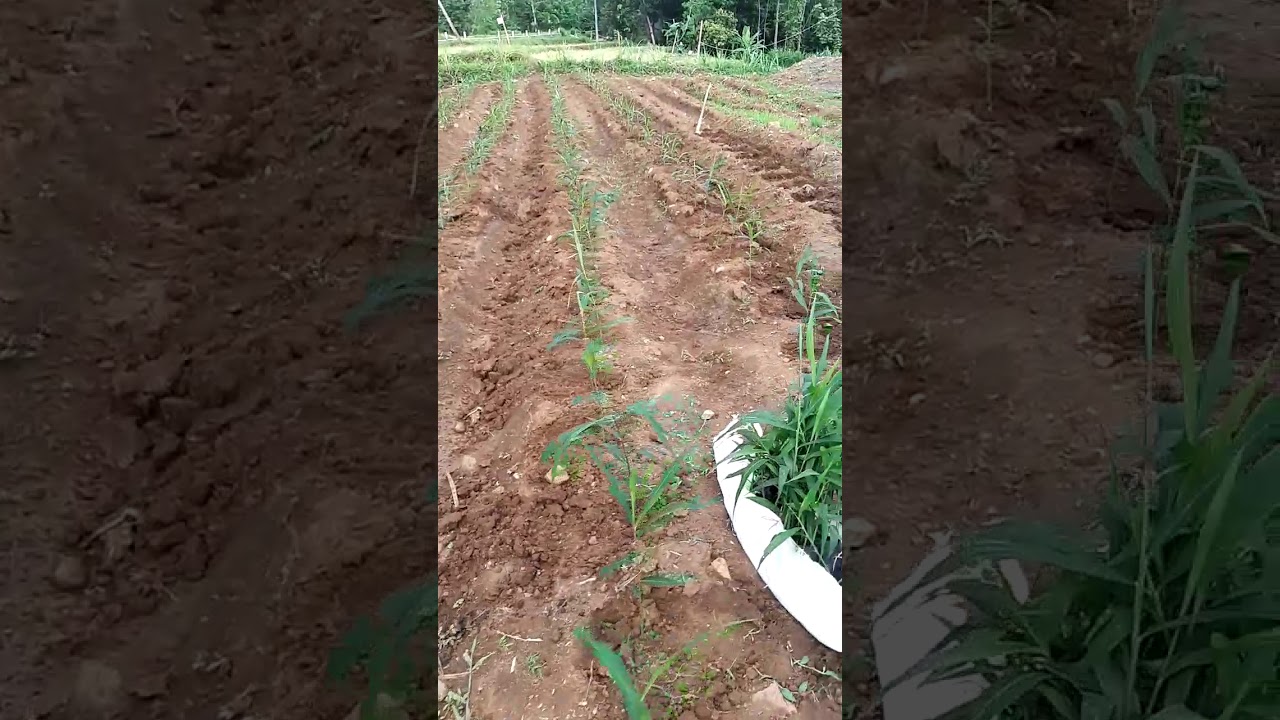 budidaya jahe merah di lahan terbuka tanam ketika musim hujan....