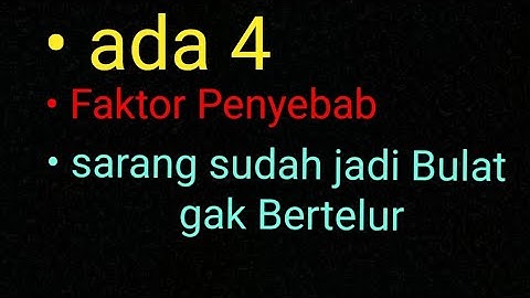 Sarang sudah Jadi Bulat Murai gak Bertelur || Penyebabnya apa ?
