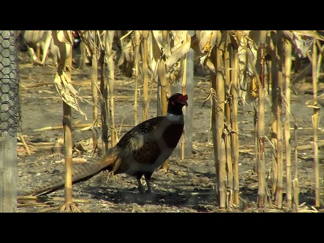 Ring-necked Pheasants in the Wild | BirdNote