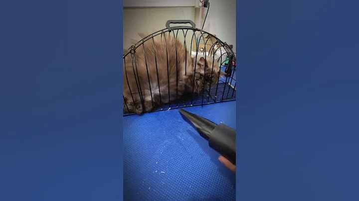 Good job cute cat  #cat #cute #kitten #funny #catlover #kitty