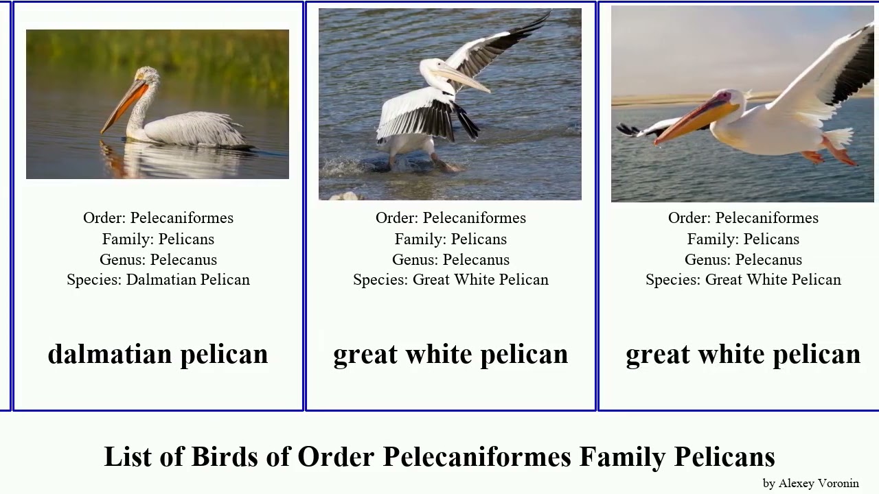 List of Birds of Order Pelecaniformes Family Pelicans occidentalis pelecanus australian dalmatian