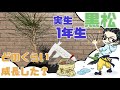 目指せ雅風展!実生黒松の1年目。太る条件とは? black pine bonsai