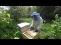 Эффективная профилактика и лечение варроатоза пчёл. Пасека Лаврова.
