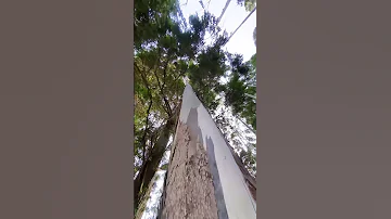 Эвкалиптовые леса на Шри-Ланке - это лучшая ароматерапия 🌳